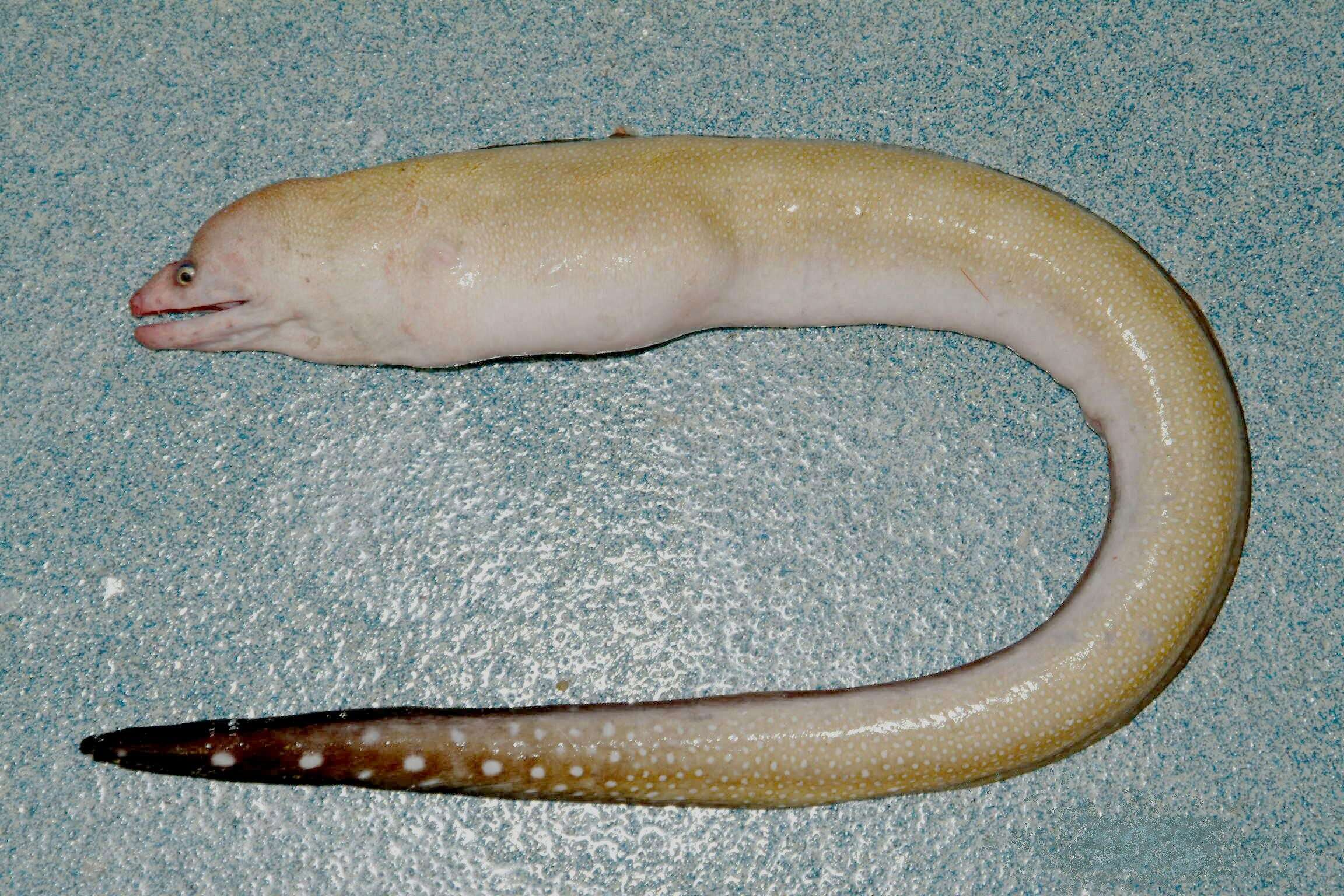 Image of Blacktail Moray