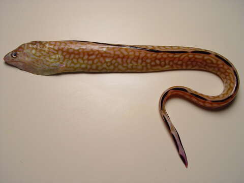 Image of Honeycomb Moray