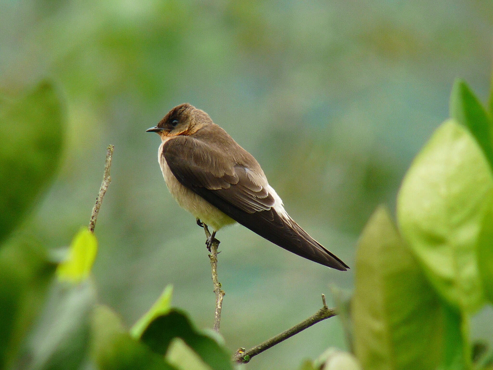 صورة Stelgidopteryx ruficollis (Vieillot 1817)