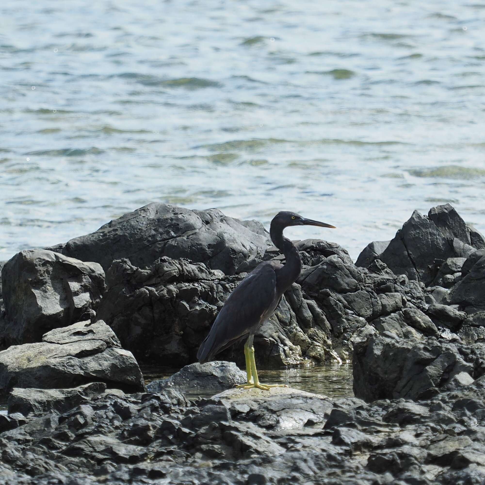 Egretta sacra albolineata (Gray & GR 1859)的圖片