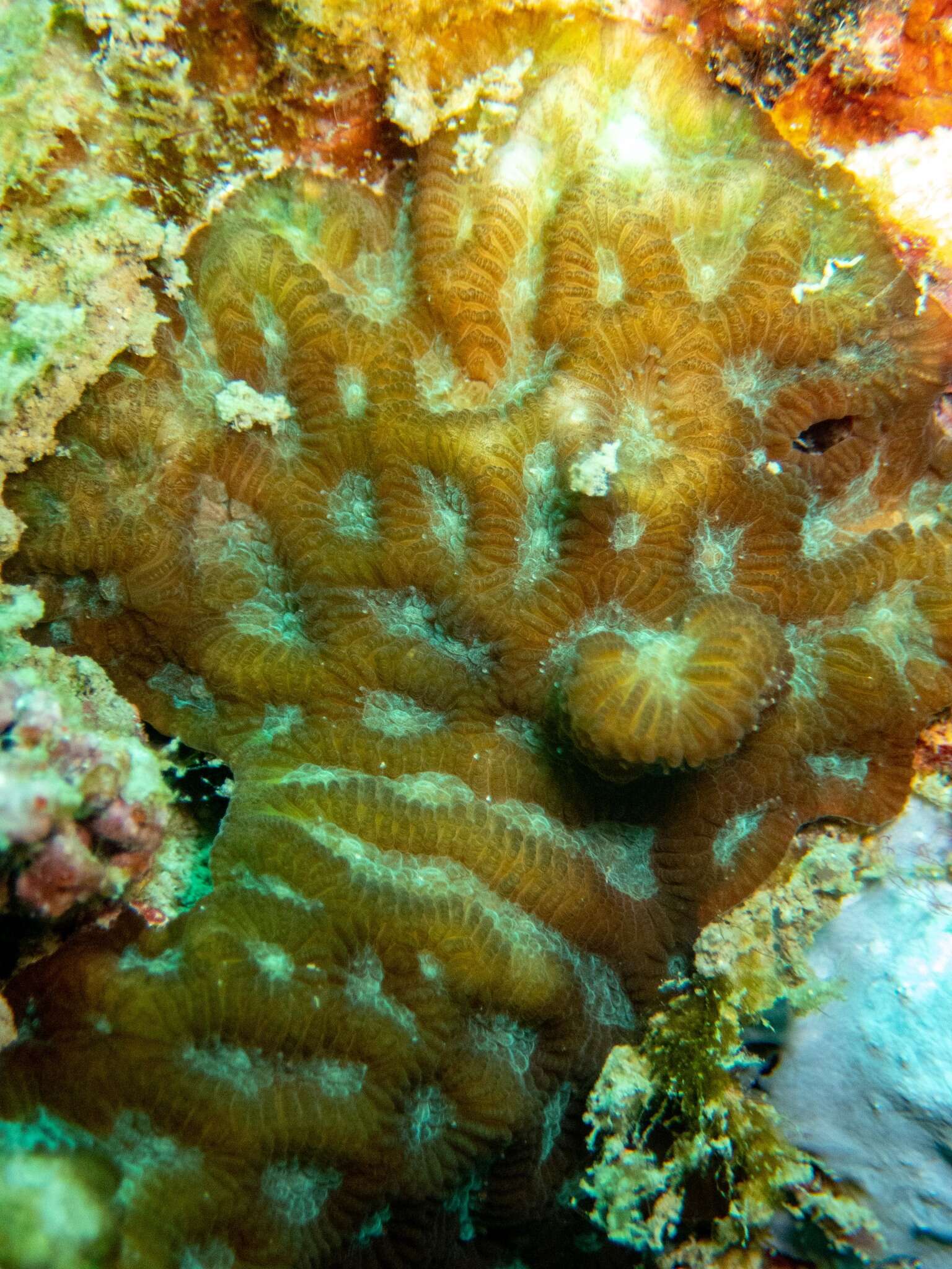 Image of lesser star coral