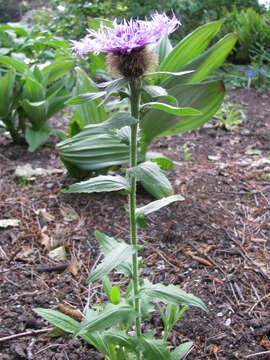 Centaurea nervosa Willd. resmi