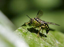 Imagem de Stictia maculata (Fabricius 1804)