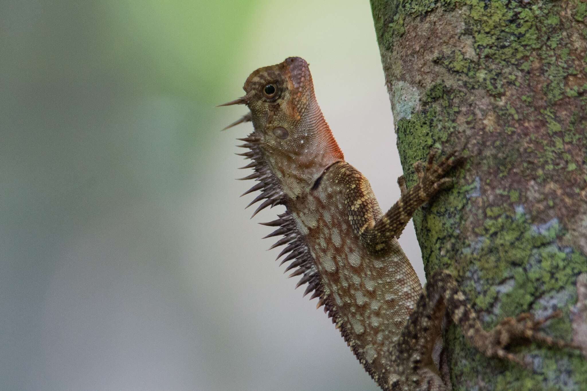 Image of armored pricklenape