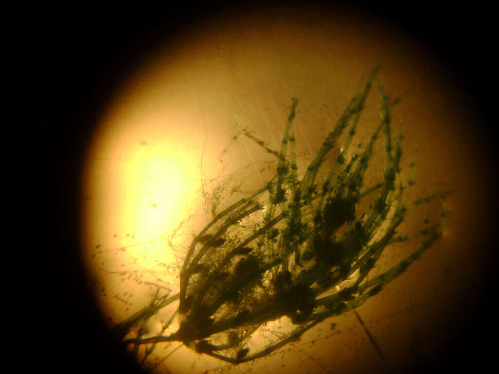 Image of Stonewort