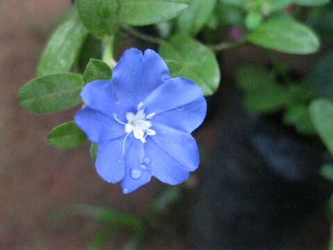 Image of slender dwarf morning-glory