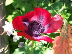 Image of Oriental poppy