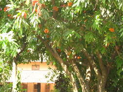 Image of Ashoka tree