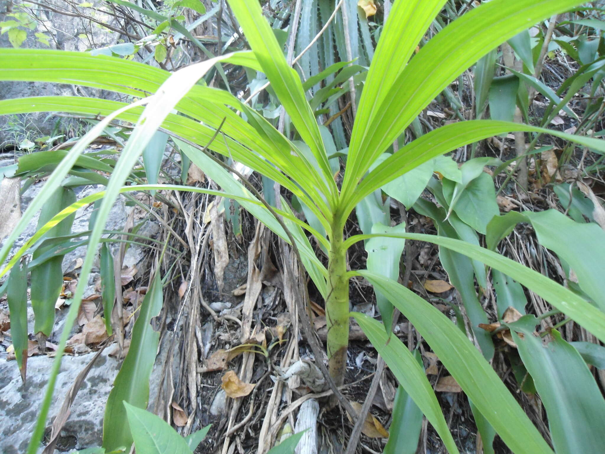 Imagem de Cyrtopodium macrobulbon (Lex.) G. A. Romero & Carnevali