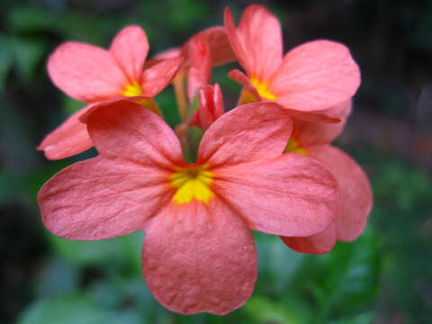 Imagem de Crossandra infundibuliformis (L.) Nees