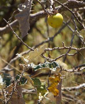 Image de Solanum marginatum L. fil.