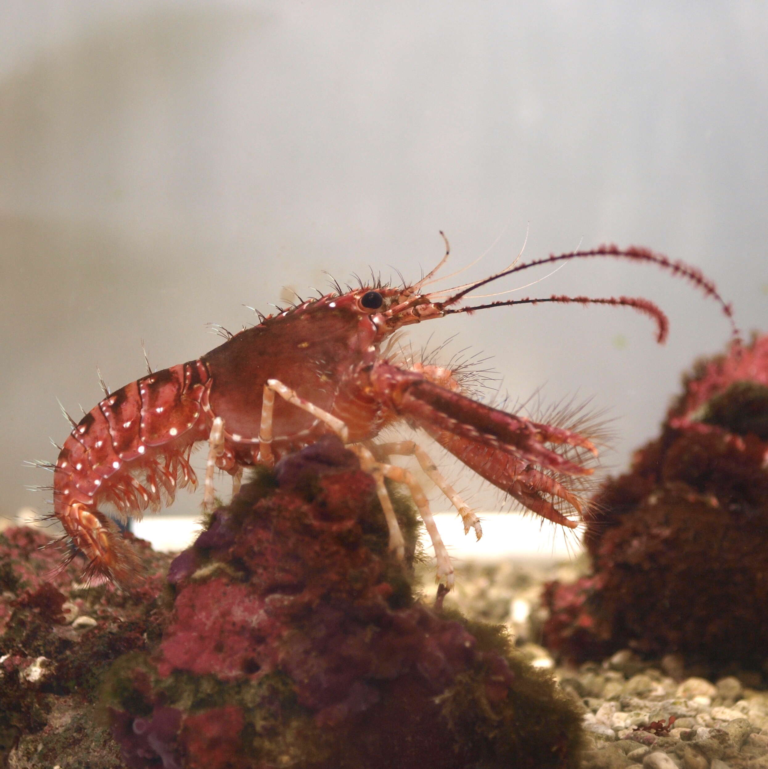 Image of Hawaiian Red Lobster