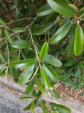 Image of Capparis cynophallophora L.