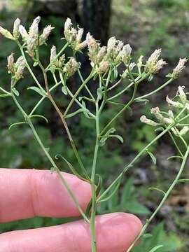 Image of narrowleaf whitetop aster