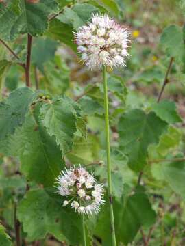 Image of Allium suaveolens Jacq.