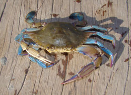 Image of Dana swimming crab