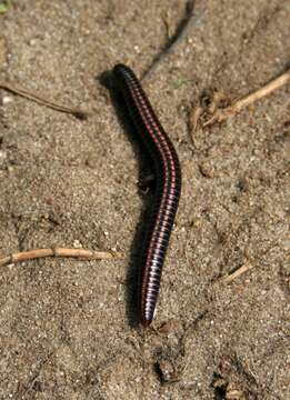 Image of Striped Millipede