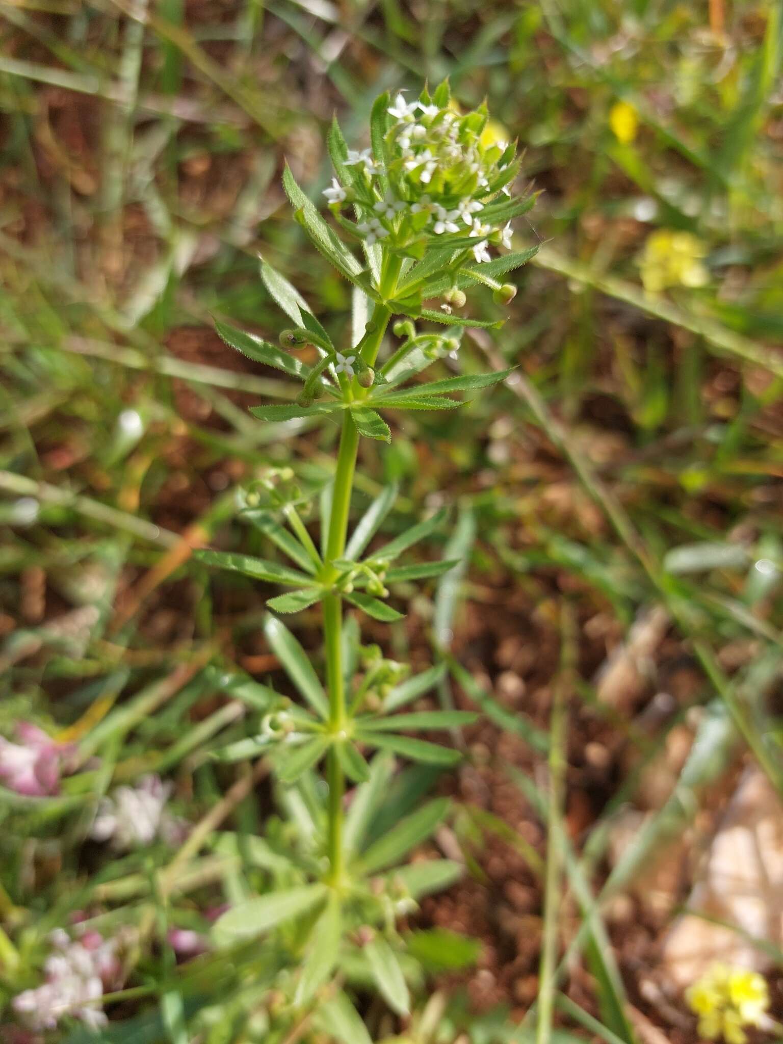 Plancia ëd Galium tricornutum Dandy