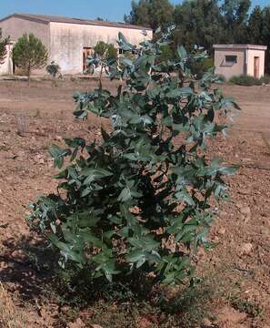 Image of Tasmanian blue gum