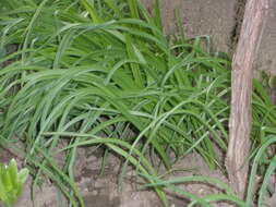 Image of Allium siculum Ucria