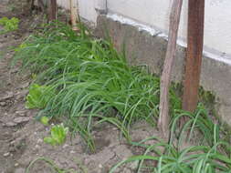 Image of Allium siculum Ucria