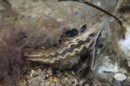 Image of Angasi oyster