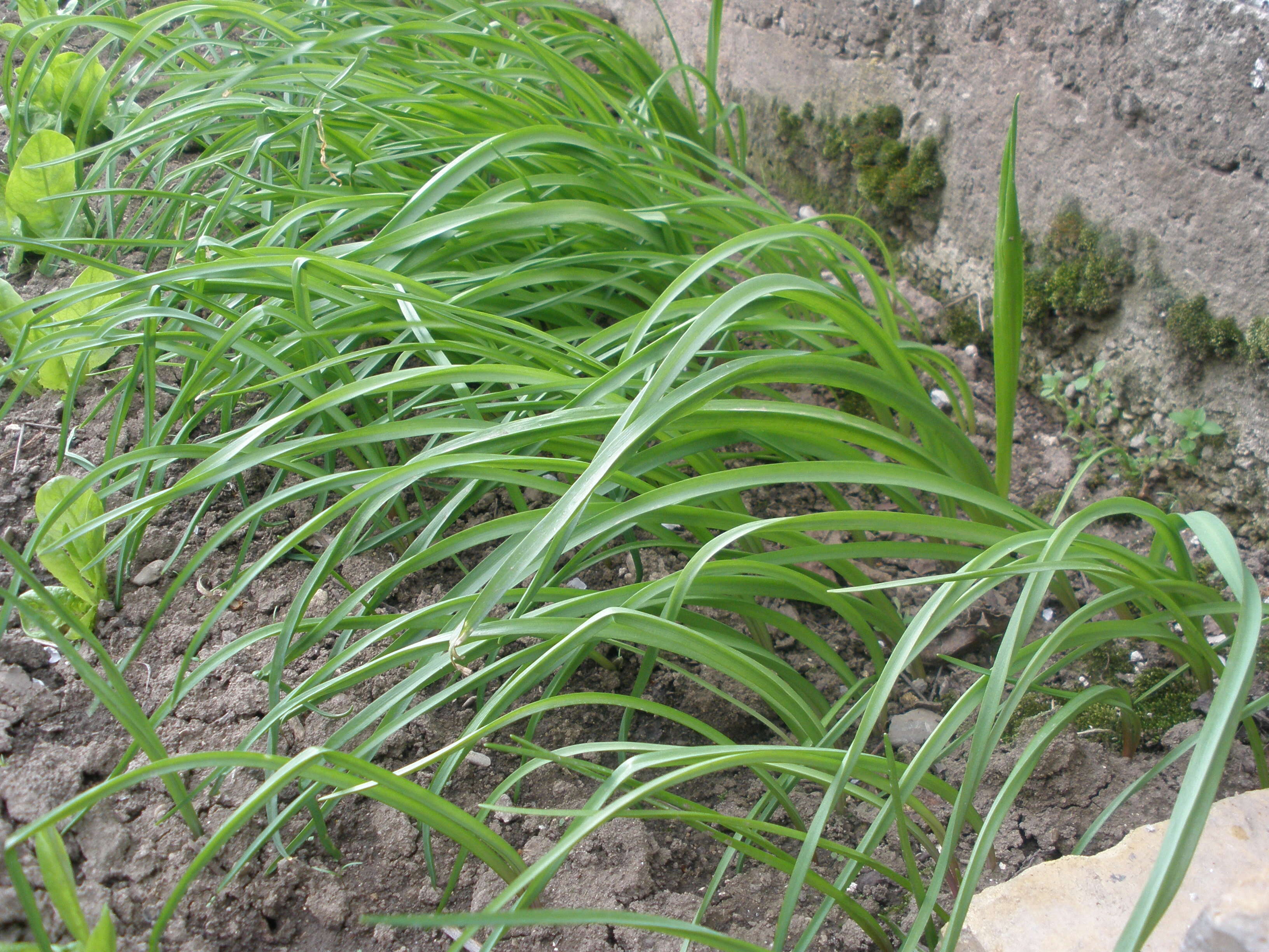 Image of Allium siculum Ucria