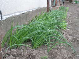 Image of Allium siculum Ucria