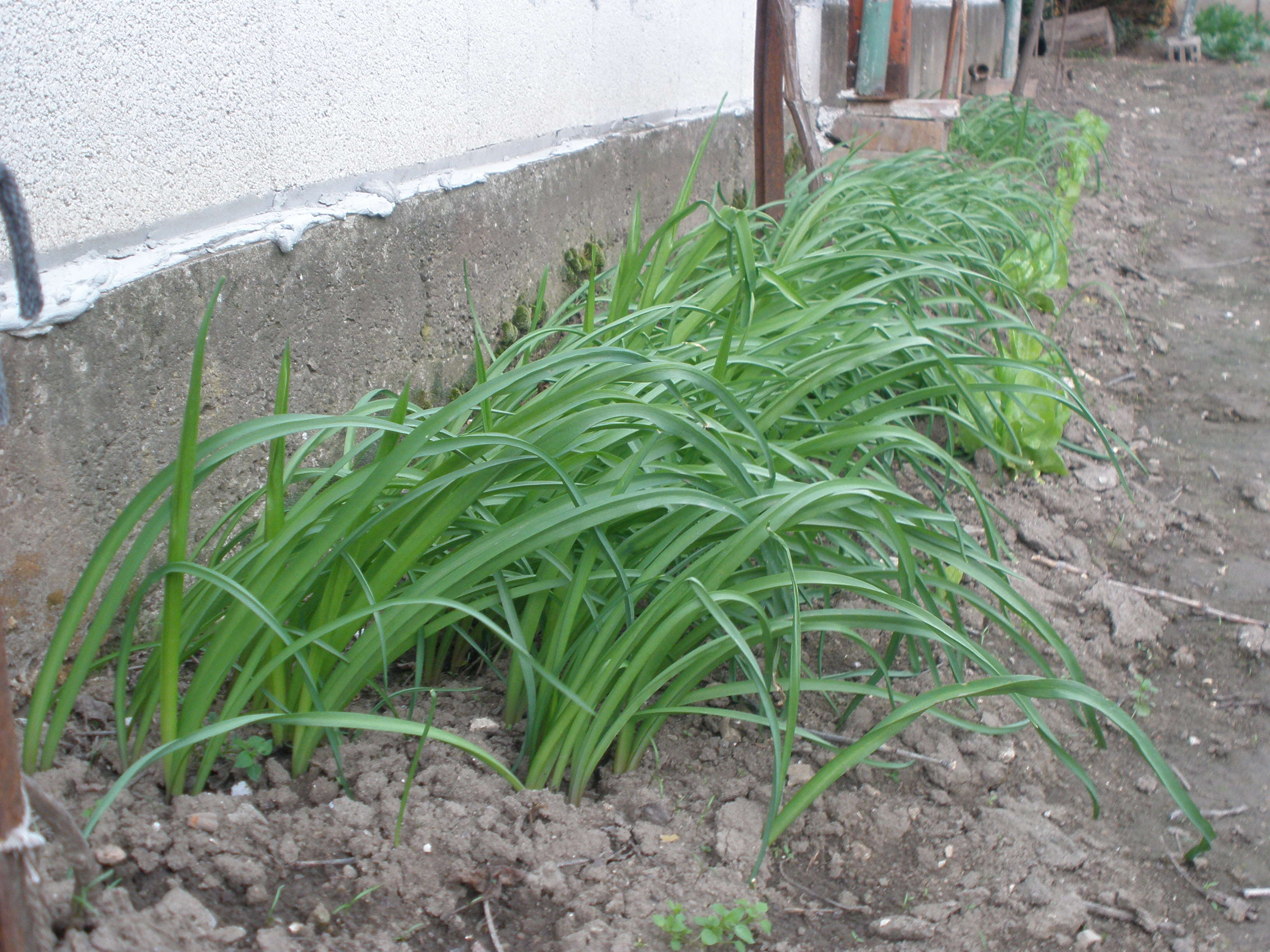 Image of Allium siculum Ucria