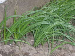 Image of Allium siculum Ucria