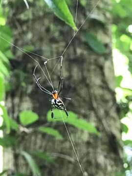 Image of Leucauge tessellata (Thorell 1887)