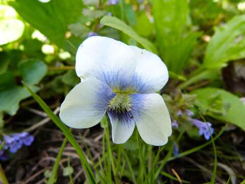 Imagem de Viola canadensis L.