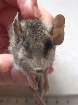 Image of Common Dunnart