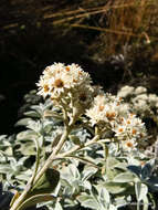 Слика од Helichrysum sutherlandii Harv.