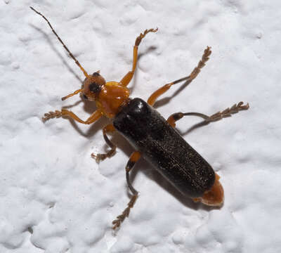 Image of Cantharis livida