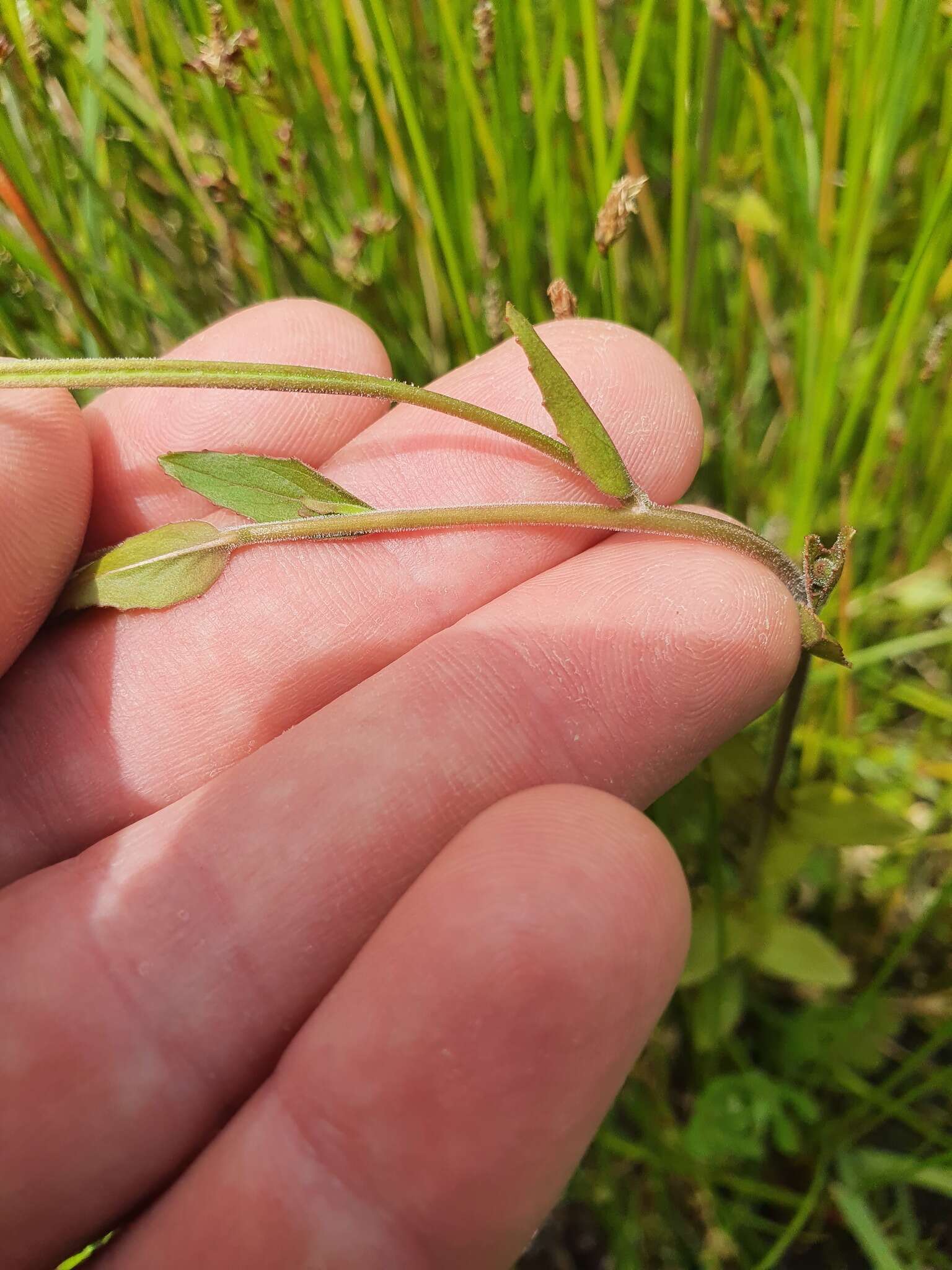 Image de Epilobium insulare Hausskn.