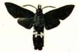 Image of Leucostrophus alterhirundo d'Abrera (1987)