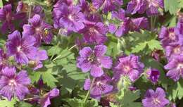 Image of Geranium × magnificum