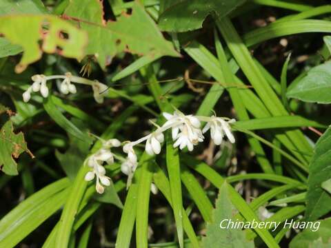 Image of Ophiopogon intermedius D. Don