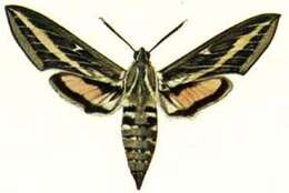 Image of striped hawk-moth