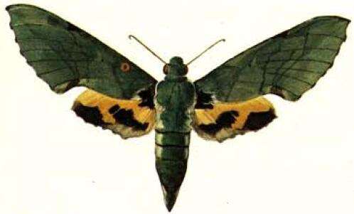 Image de Euchloron Boisduval (1875)