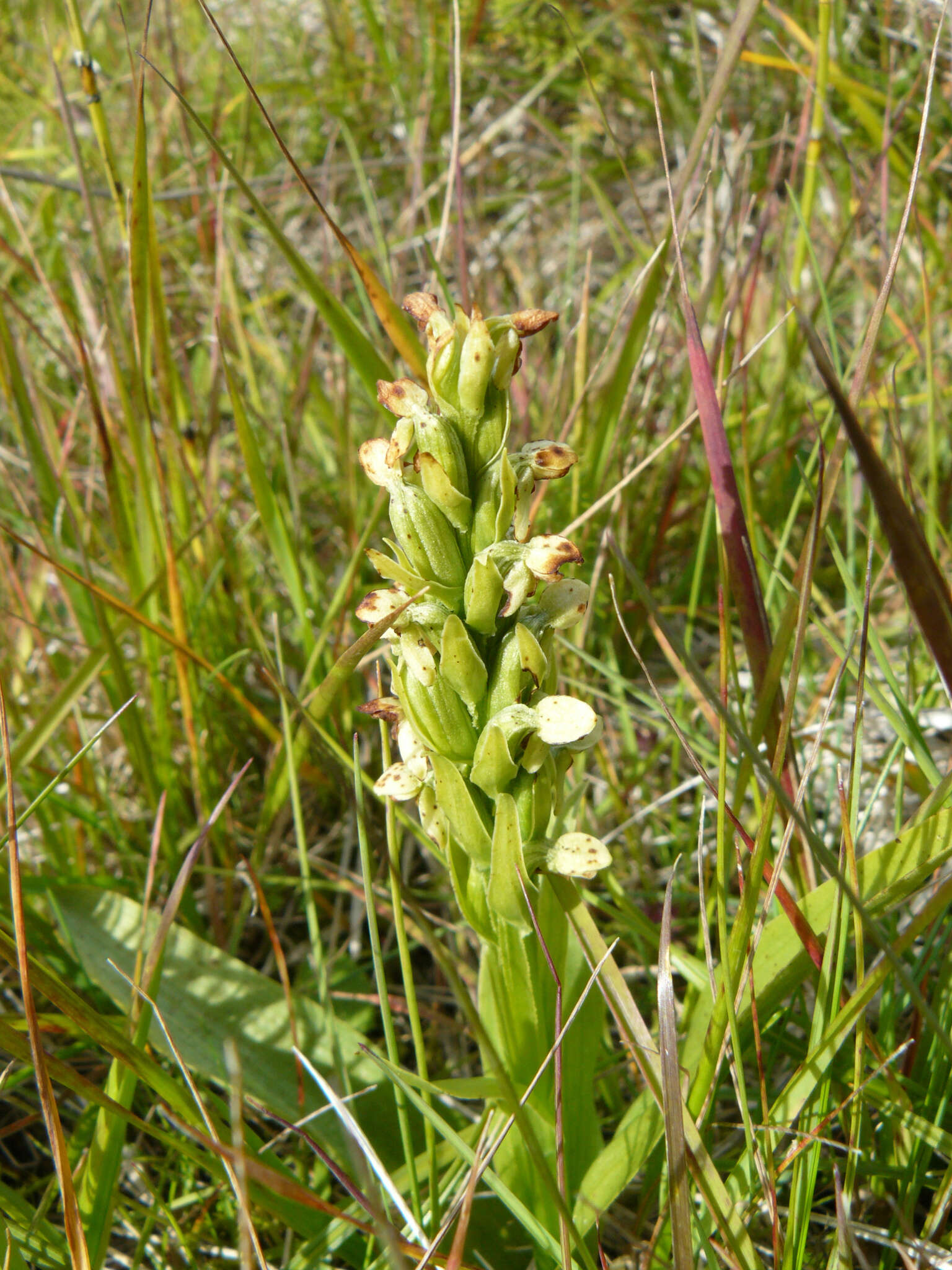 Image of Northern green orchid