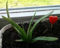 Image of Aloe vera