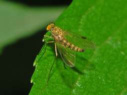 Image of Chrysopilus asiliformis