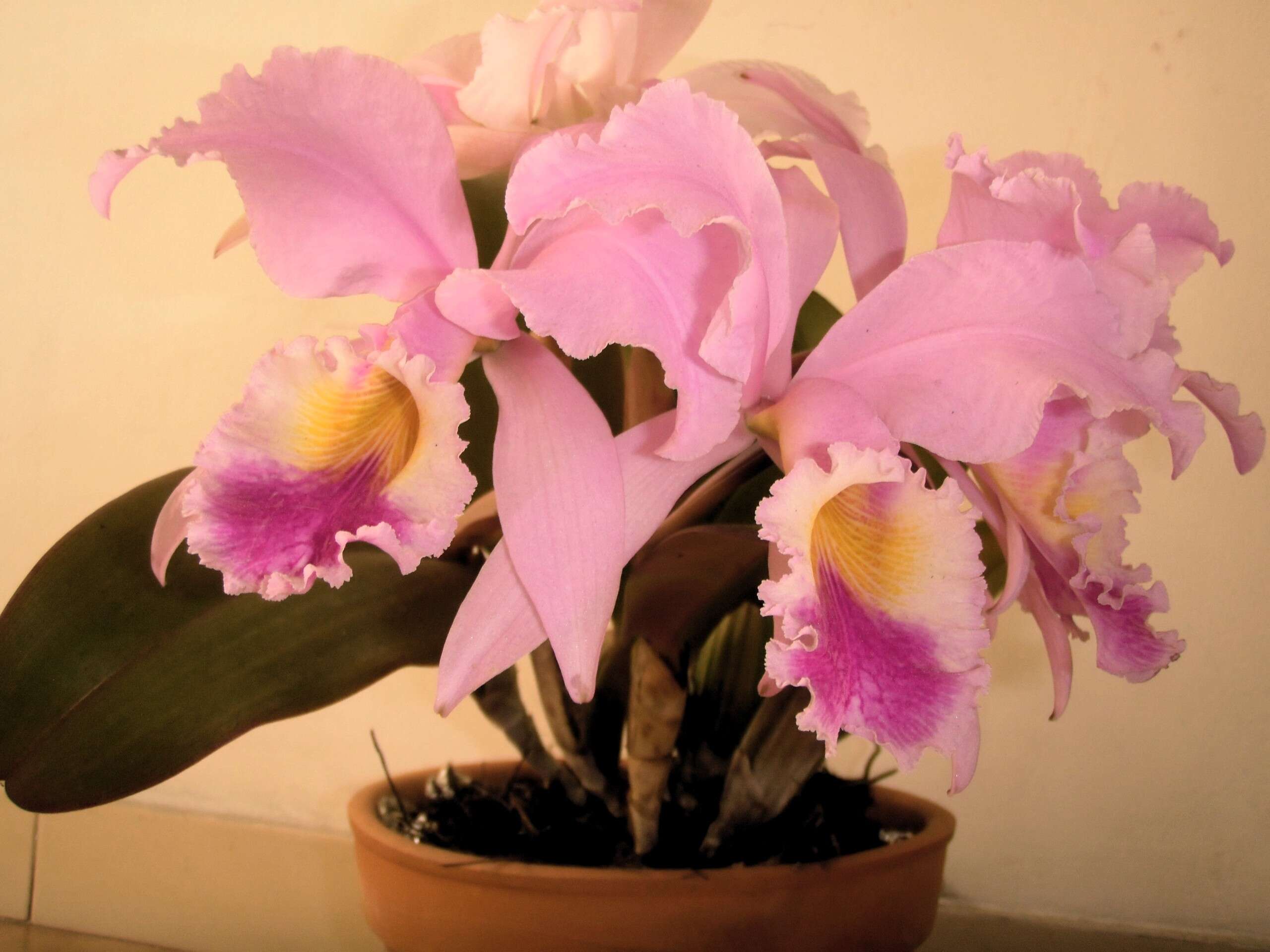 Imagem de Cattleya trianae Linden & Rchb. fil.