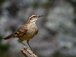 Image of Cinclodes pabsti espinhacensis Freitas, Chaves, Costa, Santos & Rodrigues 2012