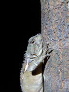 Image of Brazilian Fathead Anole