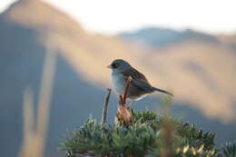 Image of Volcano Junco