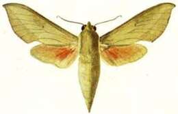 Image of Theretra capensis (Linnaeus 1764)