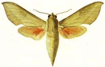 Image of Theretra capensis (Linnaeus 1764)